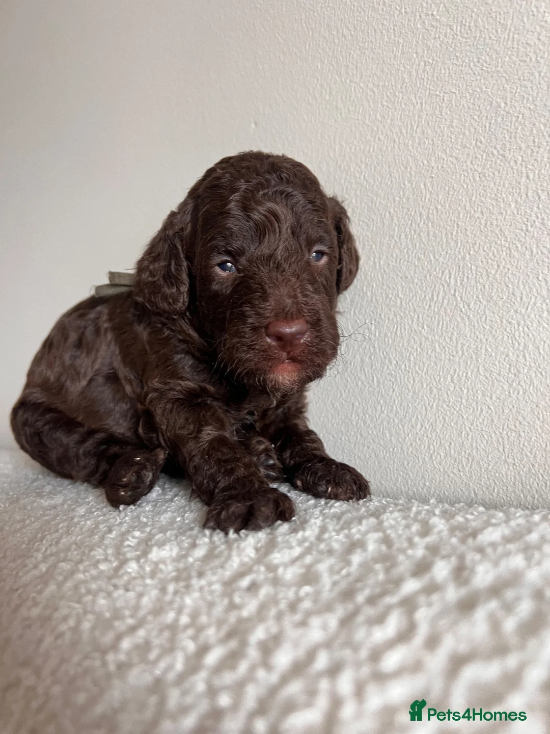 Miniature Poodle dogs for sale: 🤎 BEAUTIFUL CHOCOLATE MINIATURE POODLE BOYS 🤎 - Advert 1