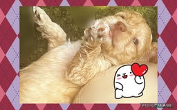 Australian Labradoodle dogs for sale: ♥️ 1 girl left ♥️ tiny tails , big hearts ♥️  - Image 15