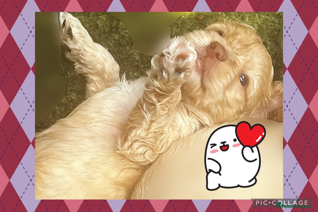 Australian Labradoodle dogs for sale: ♥️ 1 girl left ♥️ tiny tails , big hearts ♥️  - Image 15