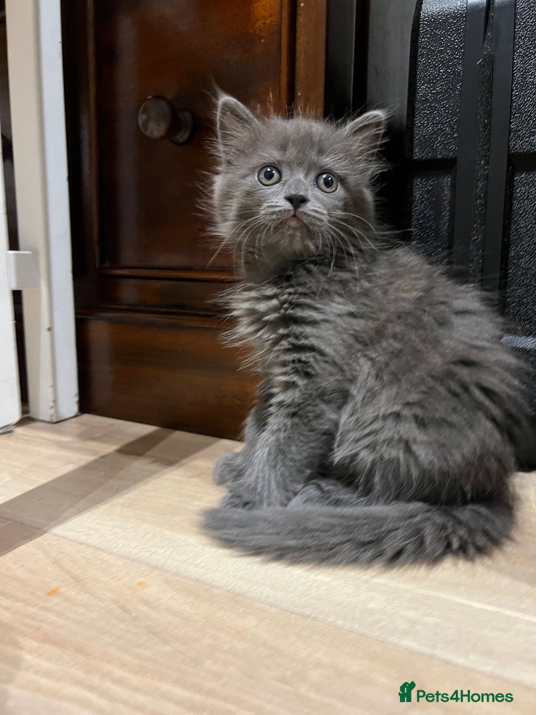 Mixed Breed cats for sale: 2 lovely Ragdoll mix kittens - Image 8