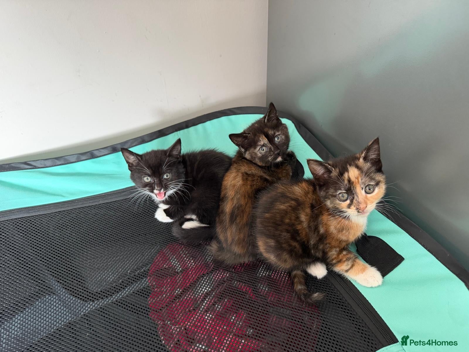 Mixed Breed cats for sale: 3 beautiful Maine coon cross kittens in Peterhead - Advert 1