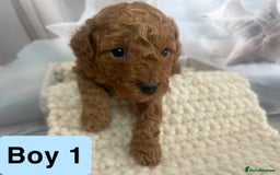 Toy Poodle dogs for sale: KC registered tiny toy poodles  - Image 9