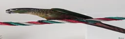 Conures birds for sale: Loving 5-Month old Green Cheek Conure (Pippin) - Advert 13
