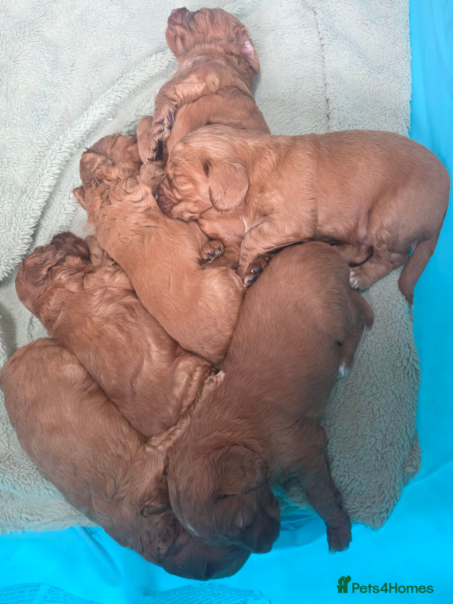 Cockapoo dogs F2 cockapoo puppies - Advert 4