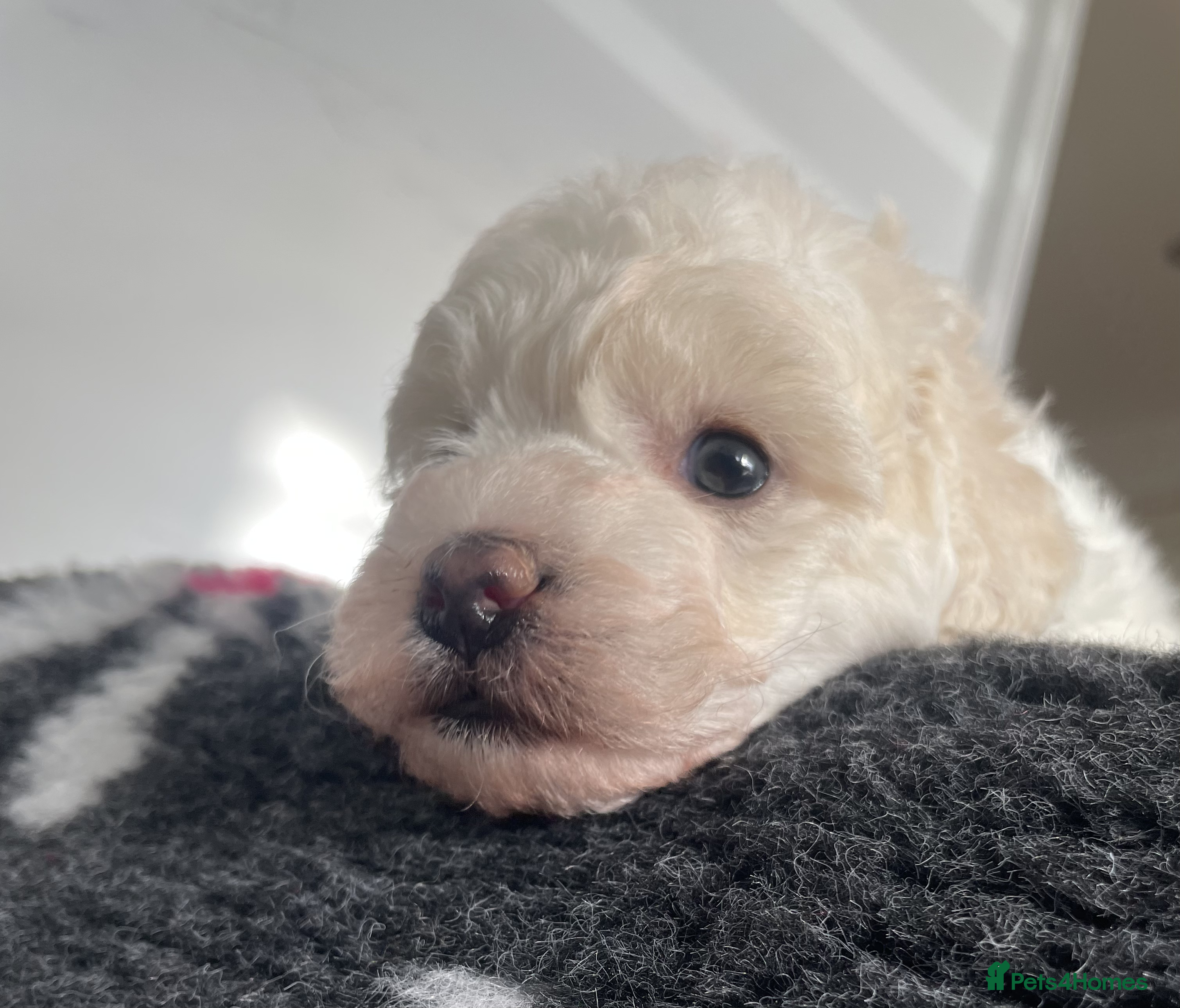 Miniature Poodle dogs Gorgeous Miniature Poodle puppies - Advert 6