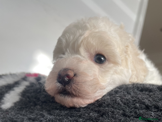 Miniature Poodle dogs Gorgeous Miniature Poodle puppies - Advert 13