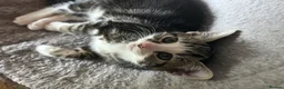 Mixed Breed cats for sale: 4 beautiful kittens, ready today, amazing mix  - Advert 27