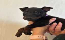 Mixed Breed dogs for sale: Chinese Red Dogs - Image 23