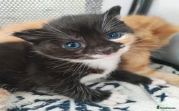 British Shorthair cats for sale: two kittens for sale - Image 10