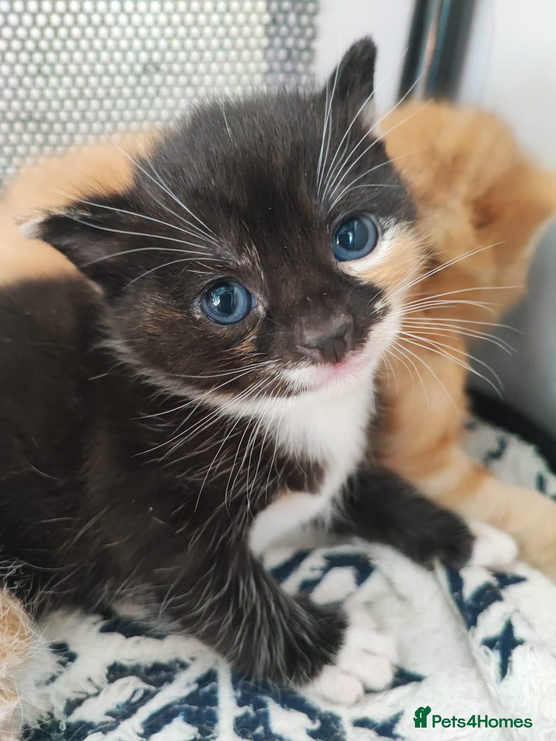 British Shorthair cats for sale: two kittens for sale - Image 10