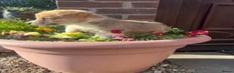 Welsh Corgi Pembroke dogs for sale: Ready to go, 1 left KC Corgi Pups  - Advert 9