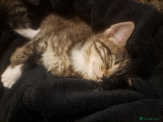 Mixed Breed cats 1 beautiful female - Advert 15