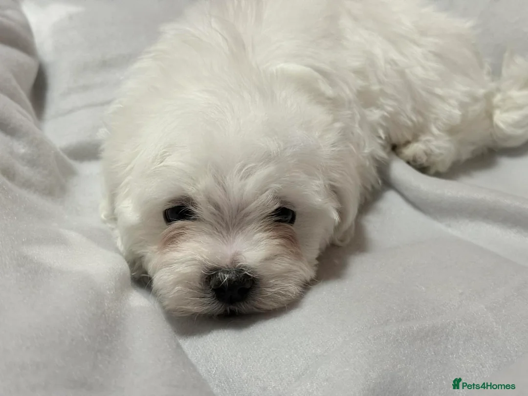 Maltese dogs for sale: Maltese puppies  - Advert 18