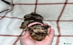 Miniature Dachshund dogs for sale: Beautiful Dachshund puppy’s  - Image 8