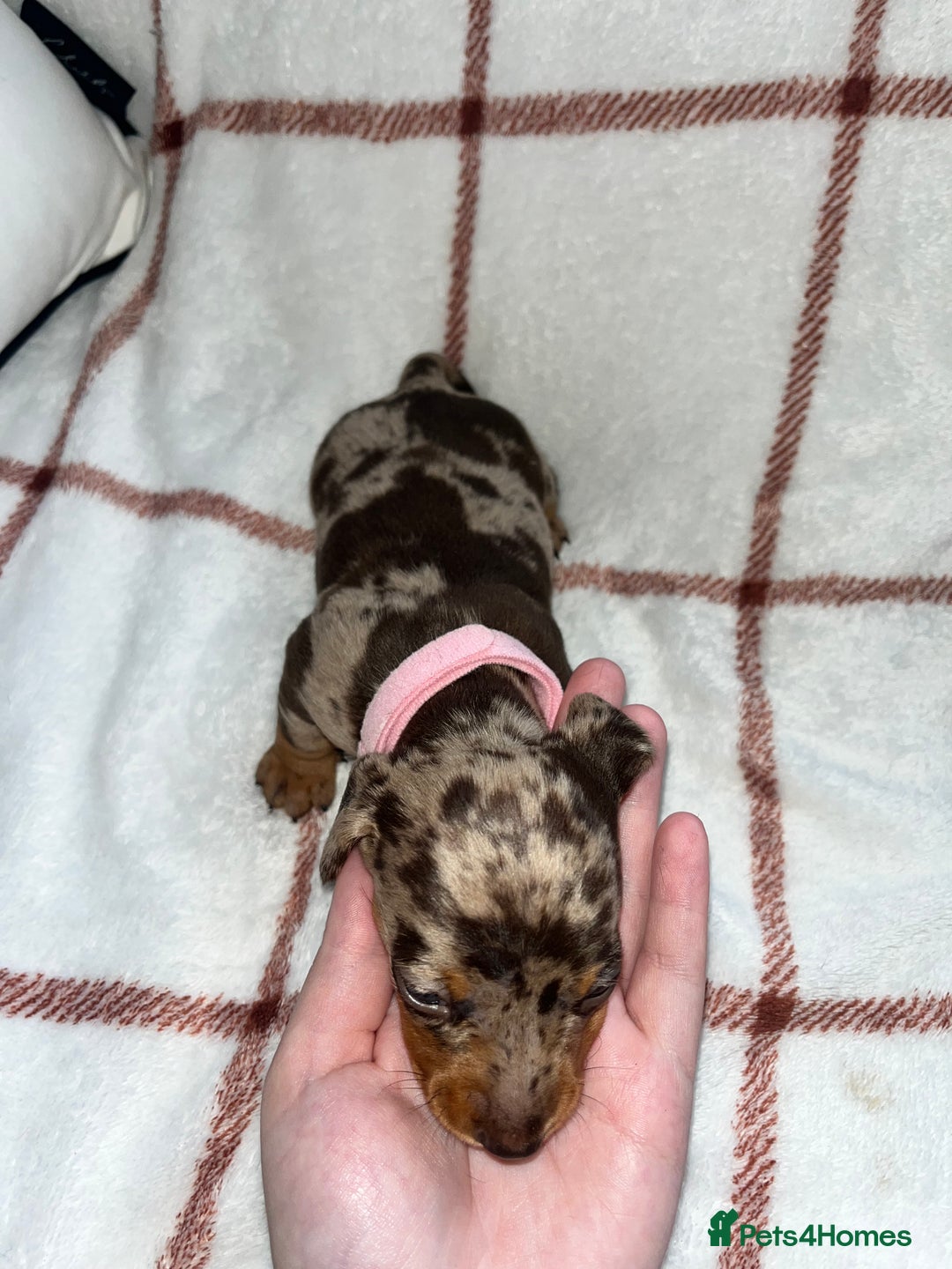 Miniature Dachshund dogs for sale: Beautiful Dachshund puppy’s  - Image 8
