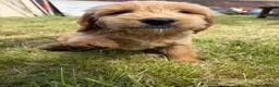 Goldendoodle dogs for sale: Goldendoodle pups Born 25 March 2026 - Advert 5
