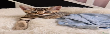 Bengal 3
