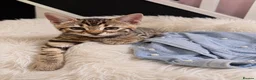 Bengal cats for sale: Bengal kittens - Advert 10