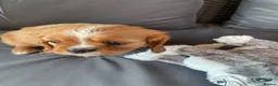 Cavalier King Charles Spaniel dogs for sale: Health tested parents Cavalier King Charles ready  - Advert 13