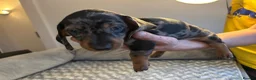 Dachshund dogs for sale: Dachshunds for sale - Advert 11
