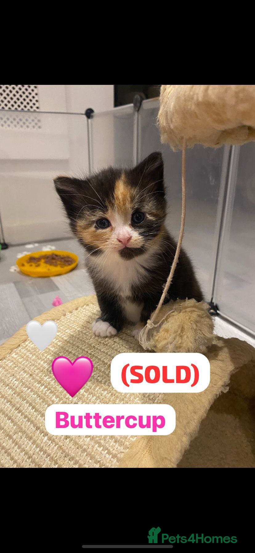 Mixed Breed cats 2 stunning boy kittens remaining🩵🩵 - Advert 2