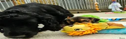 Bocker dogs for sale: Beautiful Bocker Pups - Ready 14.09.26 in Thirsk - Advert 23