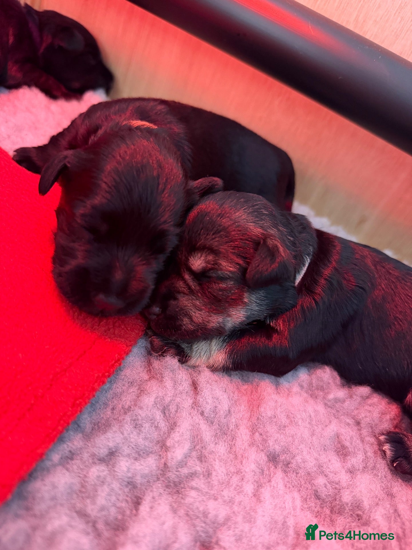 Miniature Schnauzer dogs Quality bloodline Miniature Schnauzer puppies - Advert 1