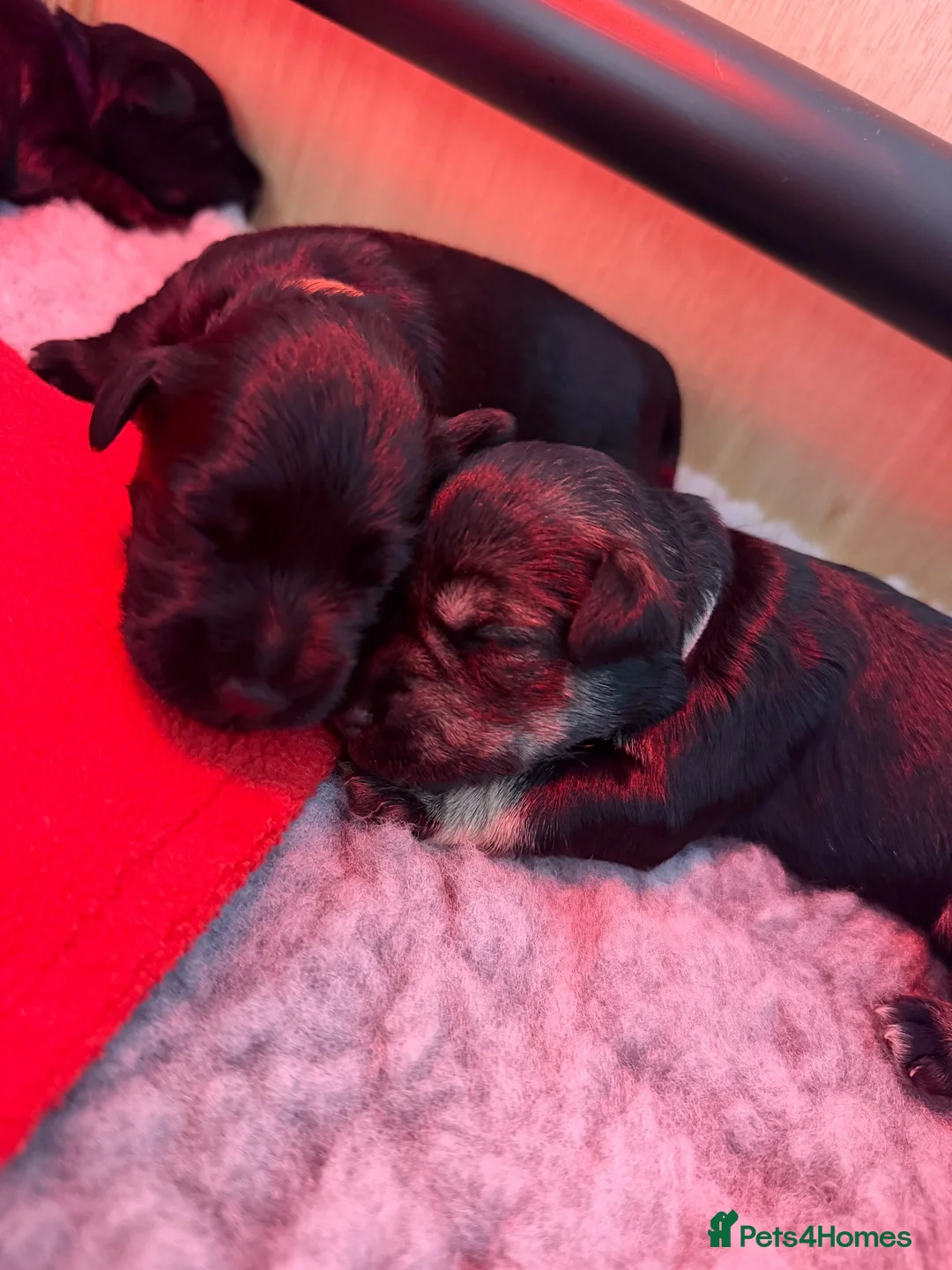 Miniature Schnauzer dogs for sale: Quality bloodline Miniature Schnauzer puppies - Advert 1