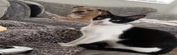 Mixed Breed cats for sale: Ready today beautiful tabbys - Advert 5