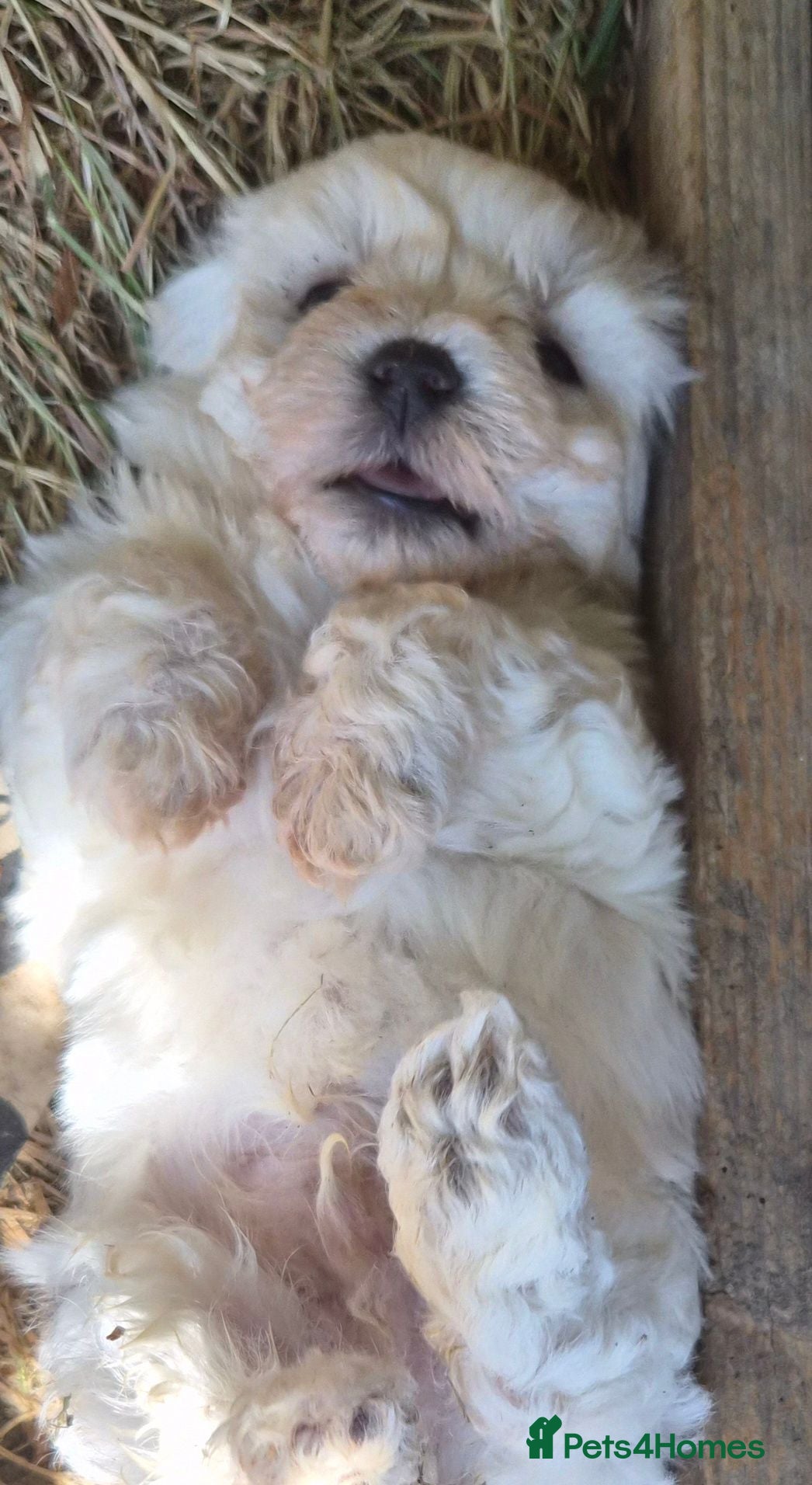 Bichon Frise dogs Bishon pedigree puppies  - Advert 2