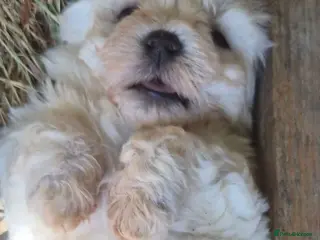 Bichon Frise dogs Bishon pedigree puppies - Advert 2