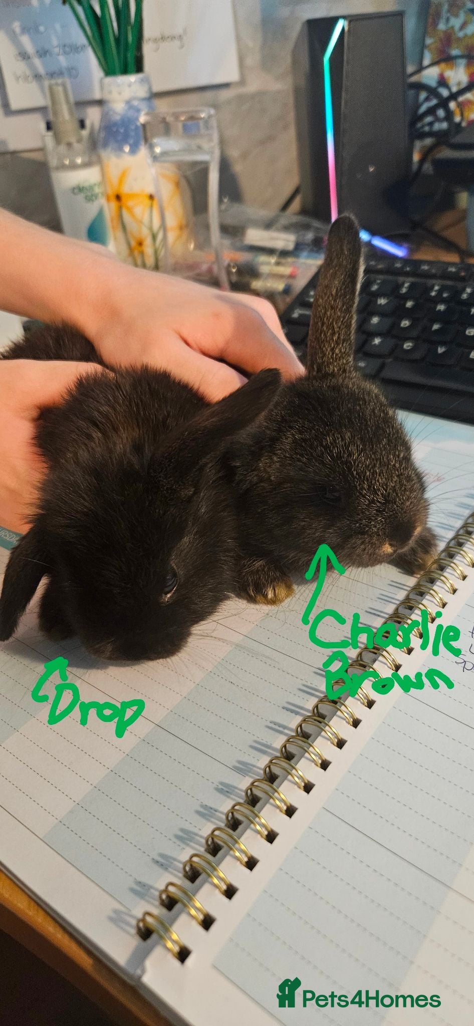 Mini Lop rabbits Baby Bunnies - very tame! - Advert 16