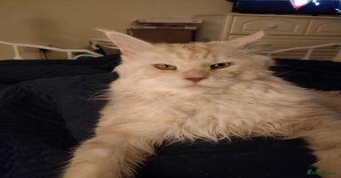 Maine Coon cats - Advert 6