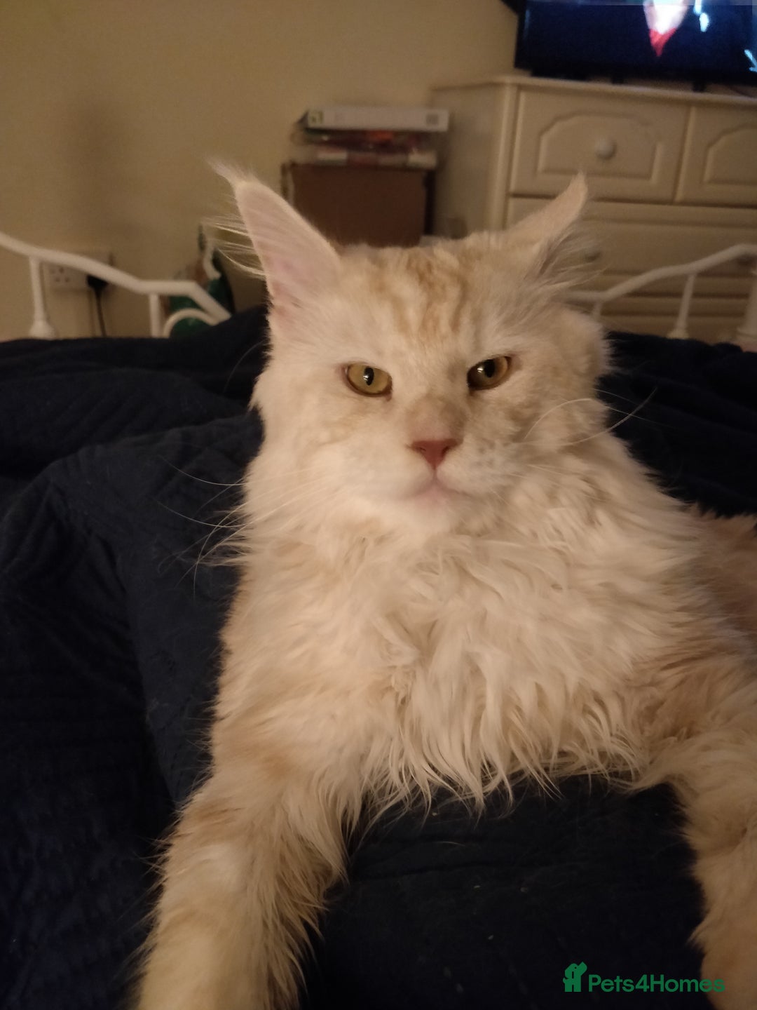 Maine Coon cats for sale: Maine Coon - Image 3