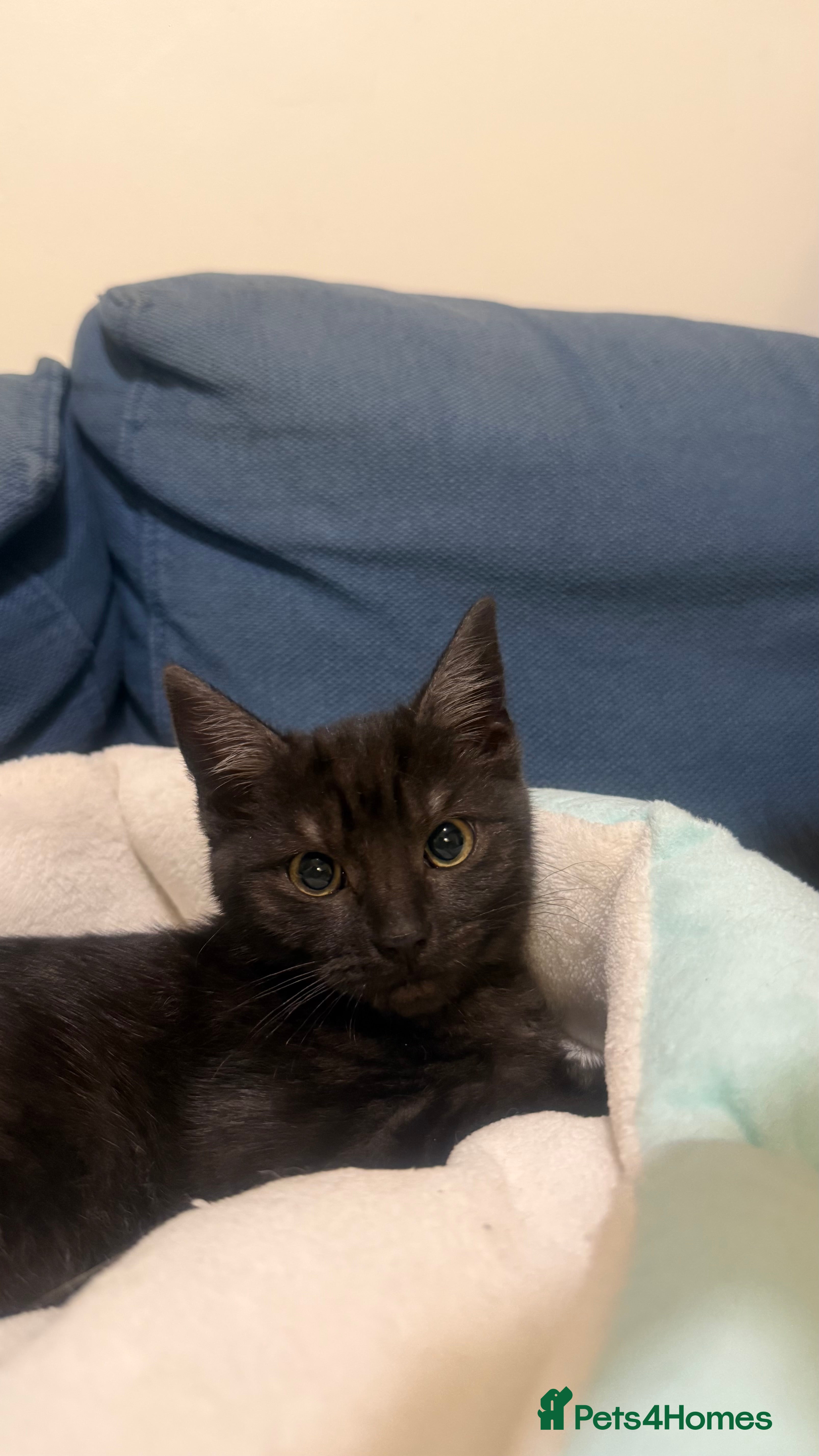 Domestic Shorthair cats Lovely kittens ready for forever home  - Advert 3