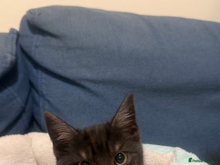 Domestic Shorthair cats Lovely kittens ready for forever home - Advert 4