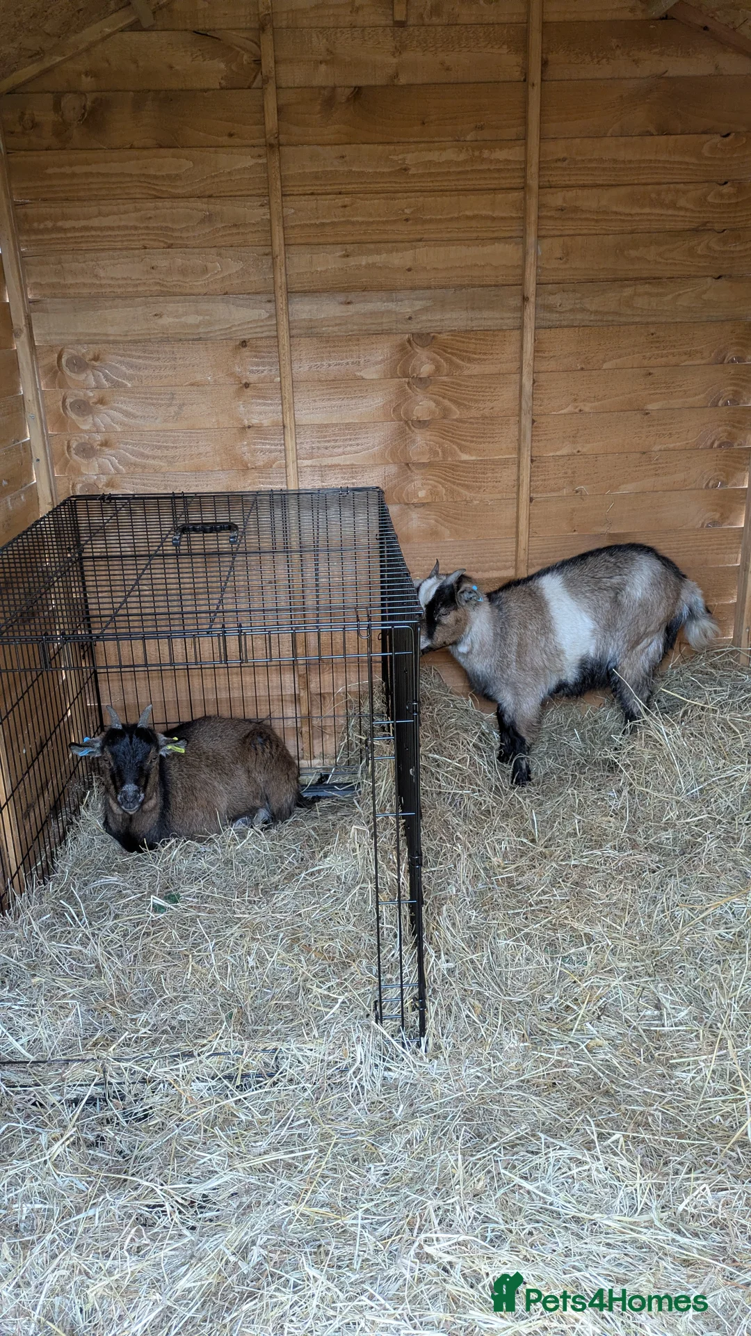 Goats livestock for sale: Pygmy Nanny Goats - Advert 2