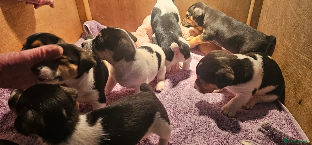 Jack Russell dogs for sale: Jack Russell Puppies - Advert 11