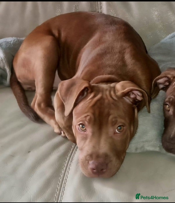 Staffordshire Bull Terrier dogs beautiful light chocolate female staff - Advert 1