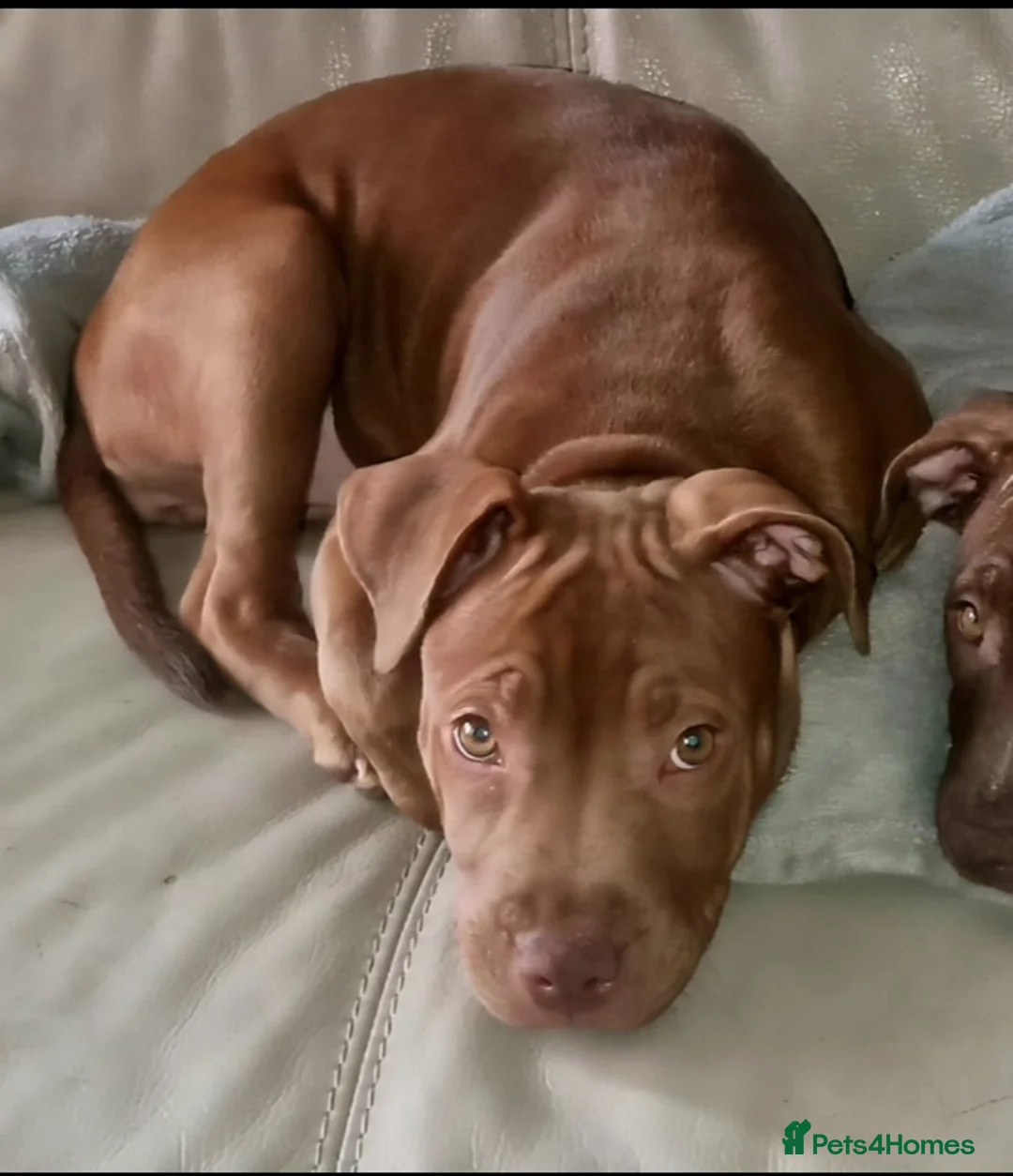 Staffordshire Bull Terrier dogs for sale: beautiful light chocolate female staff in Orpington - Advert 1