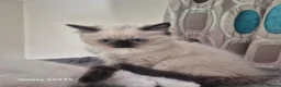 Ragdoll cats for sale: GCCF Reg. Ragdoll kittens, Champion lines - Advert 7