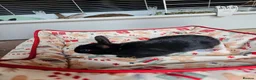 Netherland Dwarf rabbits for sale: Baby bunny - Advert 8