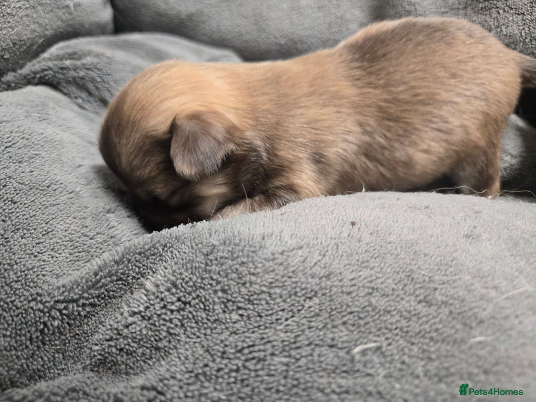 Pomchi dogs for sale: Gorgeous pomchi puppies  - Image 9