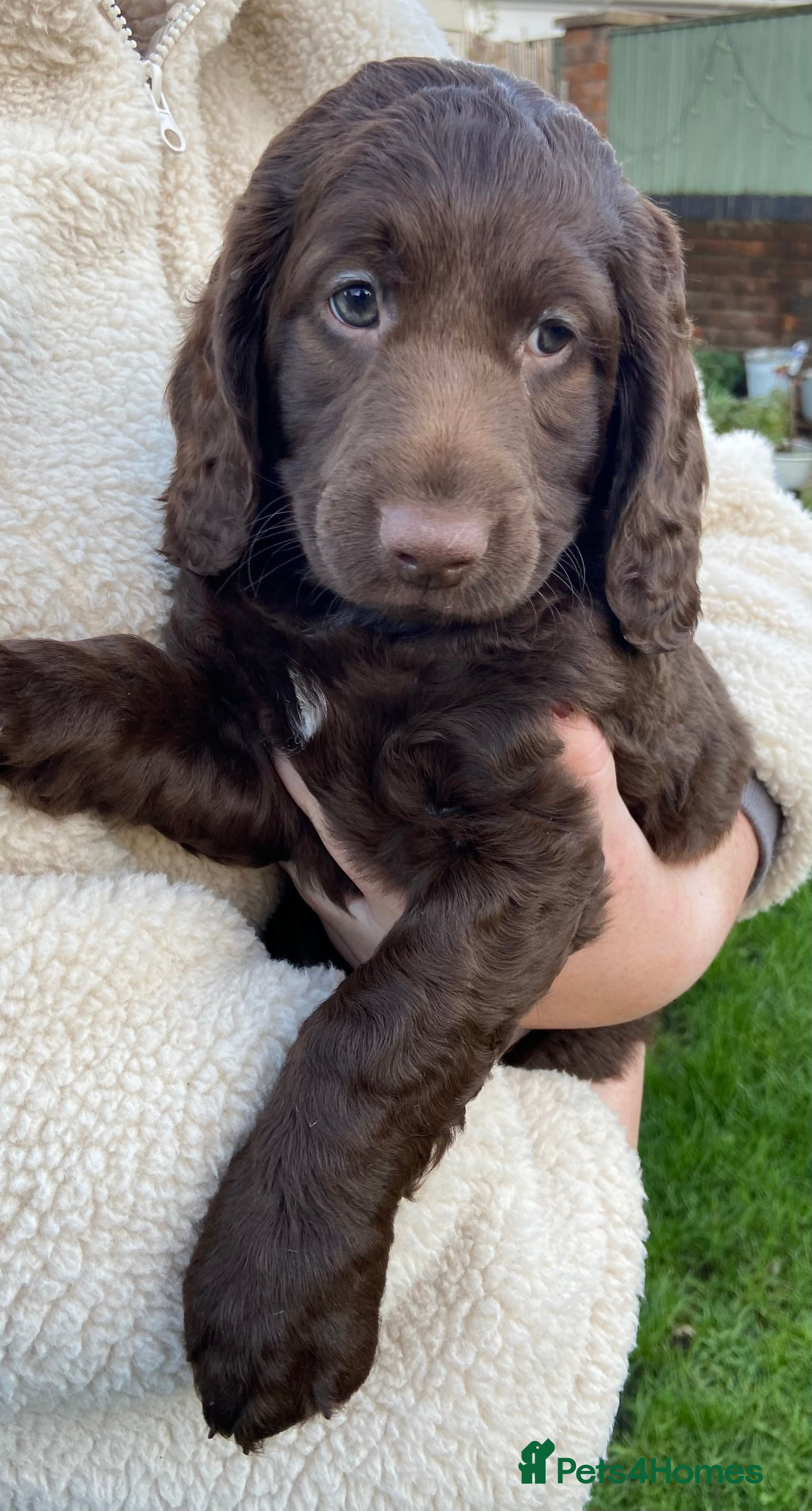 Mixed Breed dogs Cockapoo X Sproodle - Advert 13