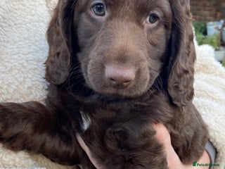 Mixed Breed dogs Cockapoo X Sproodle - Advert 4