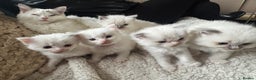 Ragdoll cats for sale: All our beautiful kittens are no longer available  - Advert 2
