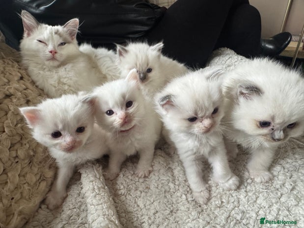 Ragdoll cats - Advert 3