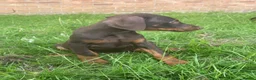 Dobermann dogs for sale: KC Dobermann pups  - Advert 3