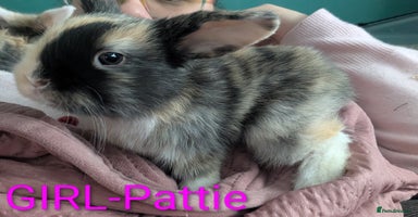 Harlequin rabbits - Advert 3