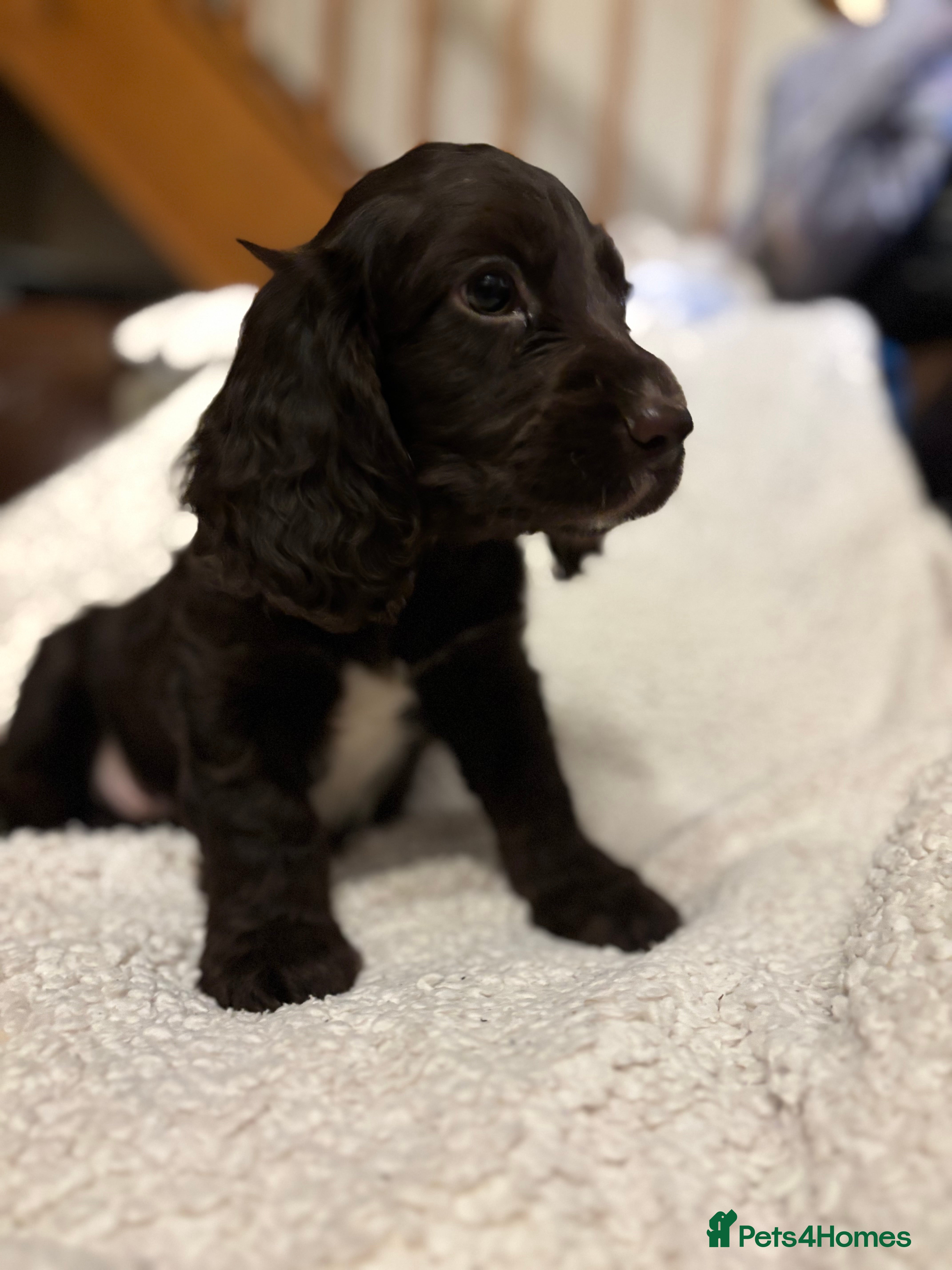 Cocker Spaniel dogs READY NOW lovely cocker spaniel pups  - Advert 5